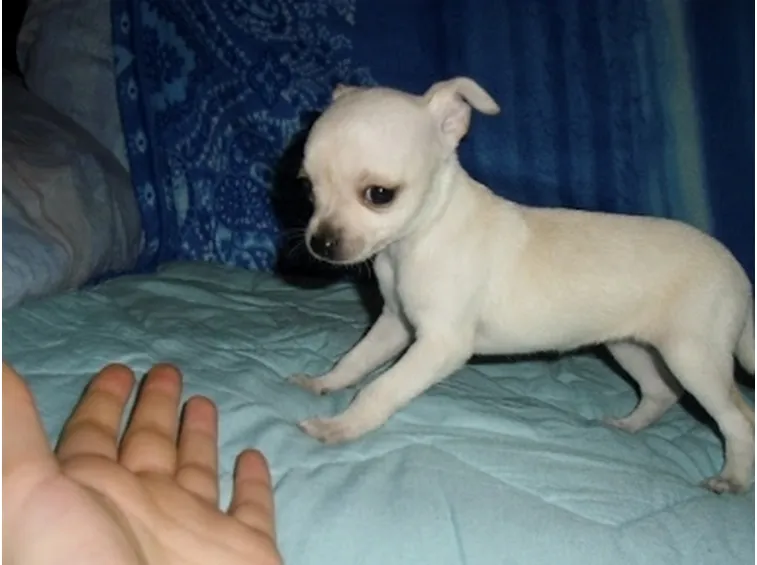 Allevamento cani in Lombardia