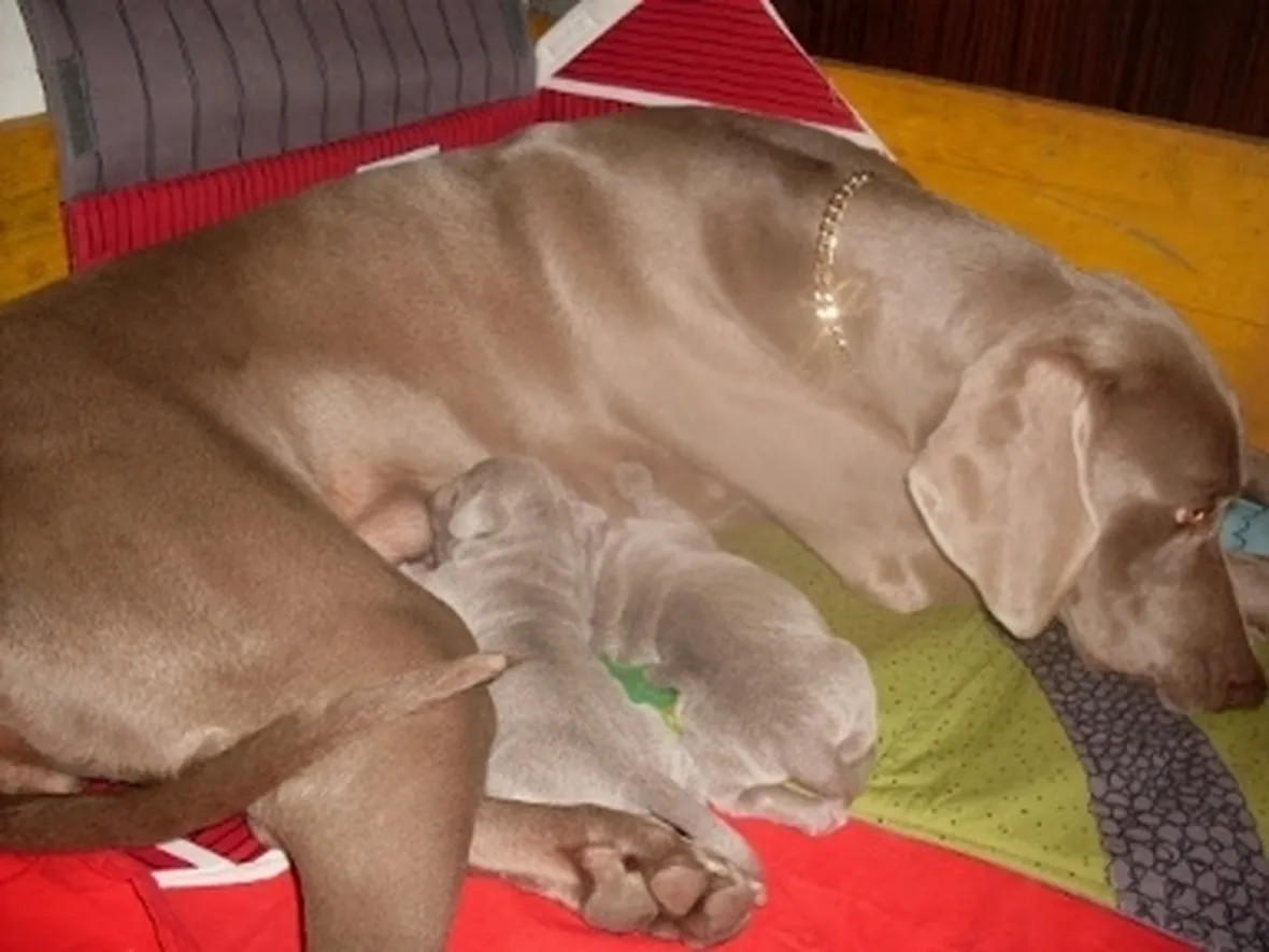 Allevamento cani in Lombardia