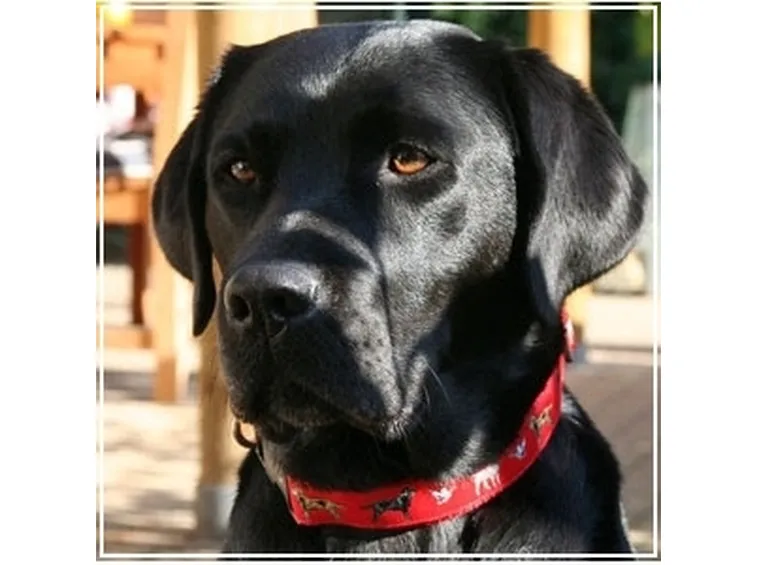 Allevamento cani Labrador