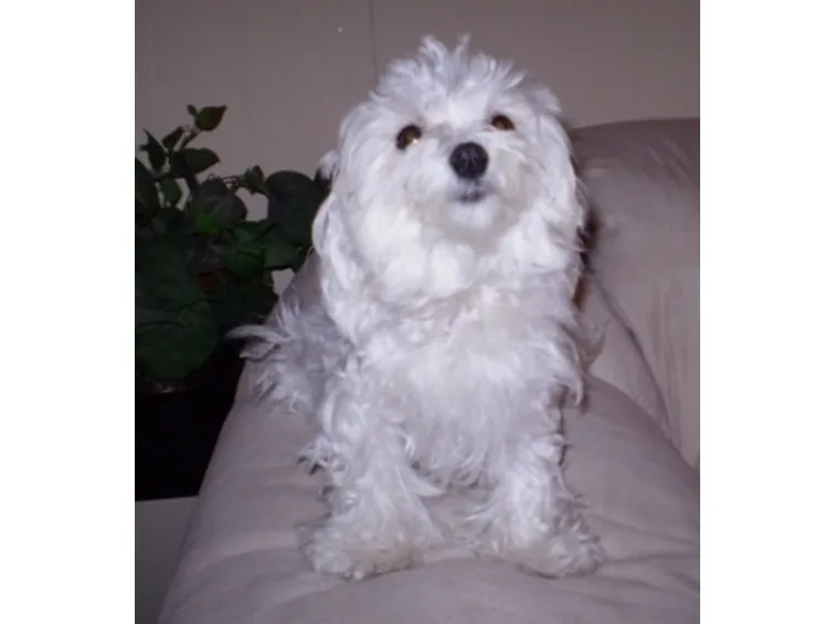 Allevamento cani maltese 