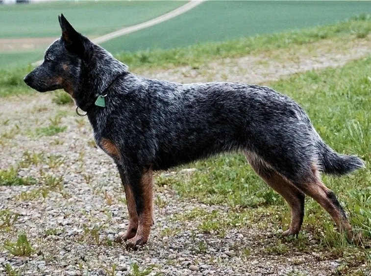 Allevamento cani Milano