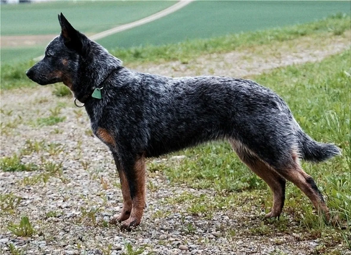 Allevamento cani Milano