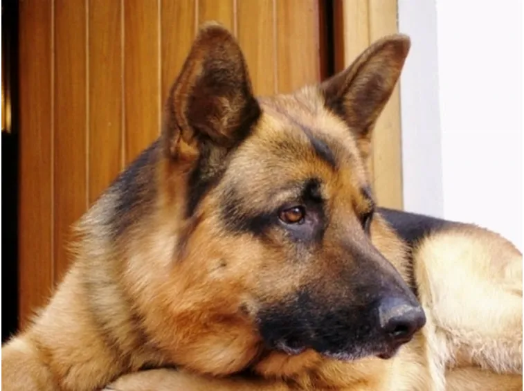 Allevamento cani pastore tedesco