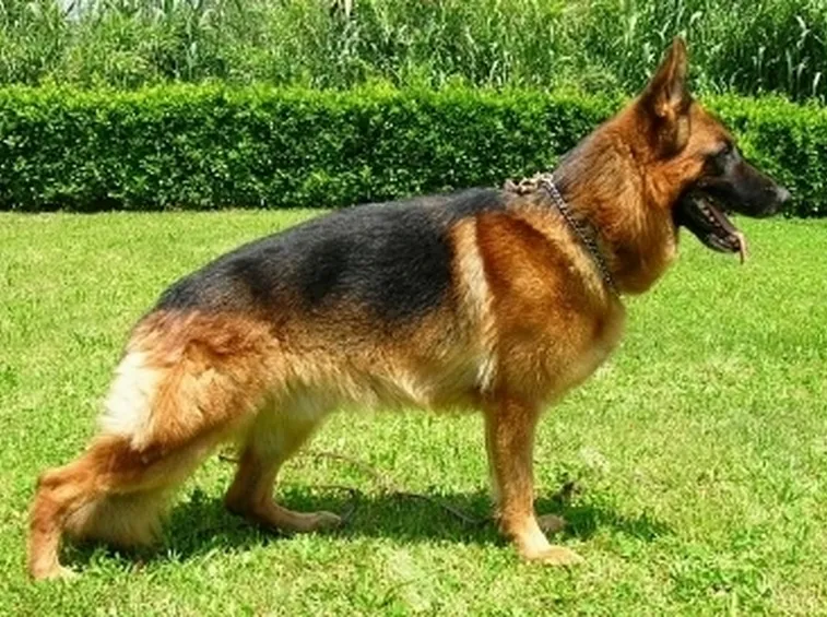 Allevamento cani pastore tedesco