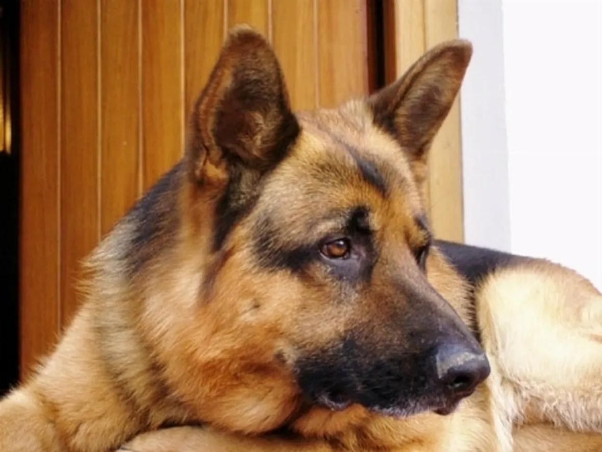 Allevamento cani pastore tedesco