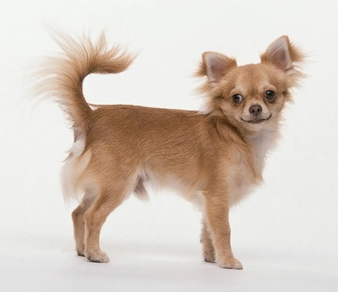 Allevamento cani taglia piccola 