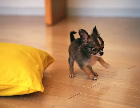 chihuahua