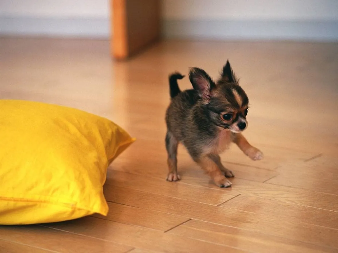 chihuahua