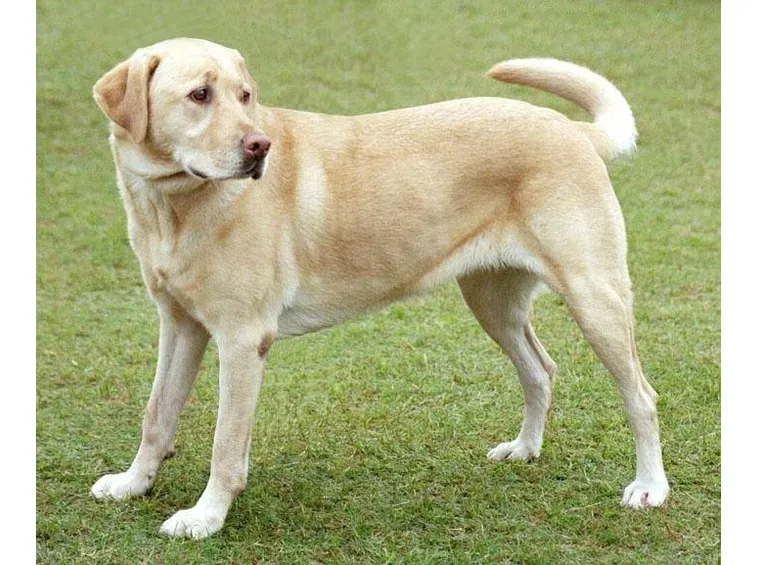 labrador