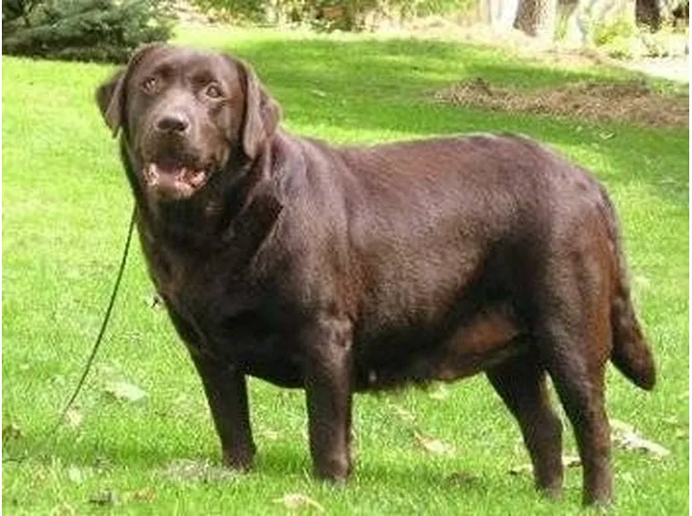 labrador