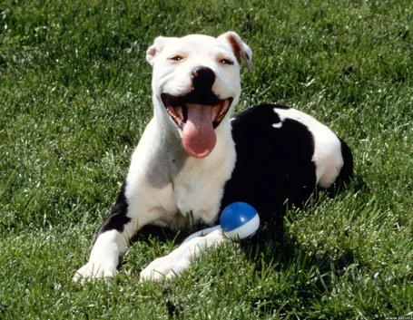 pitbull