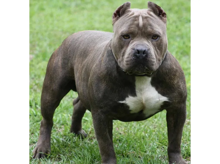 pitbull
