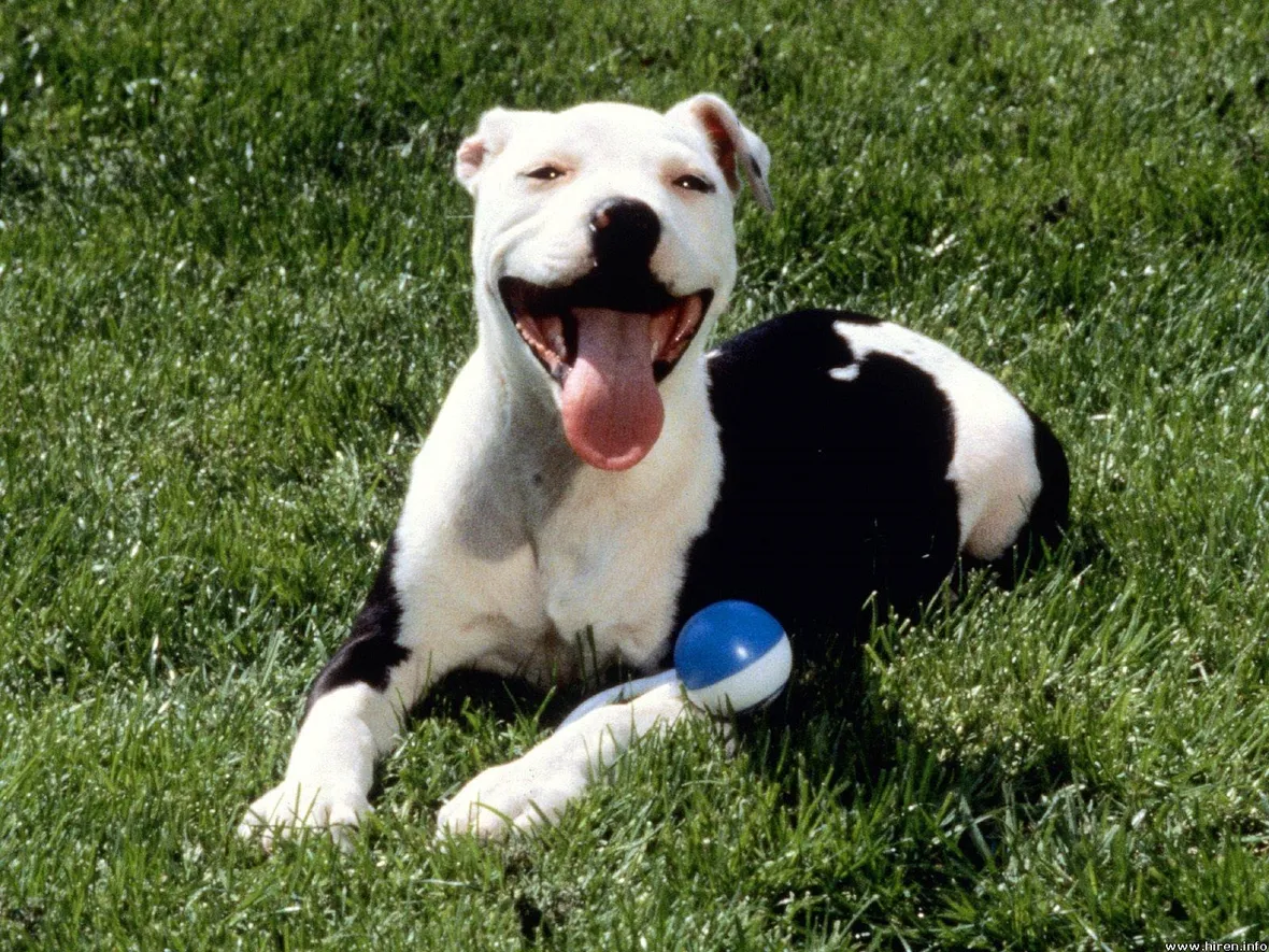 pitbull