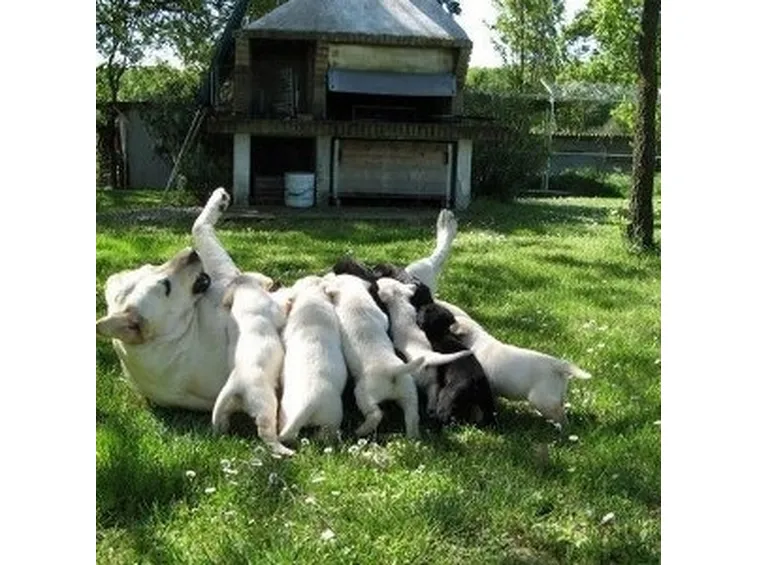 lavoro in allevamento cani