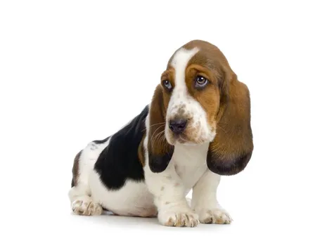 Bassethound