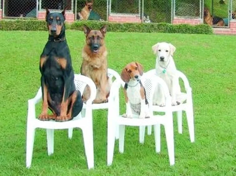 test cani