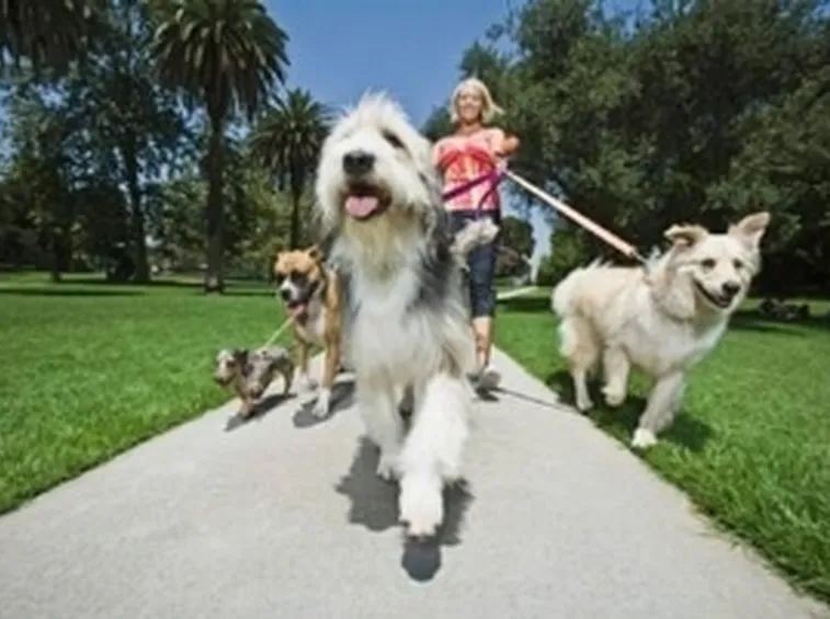 Allevatori cani corso