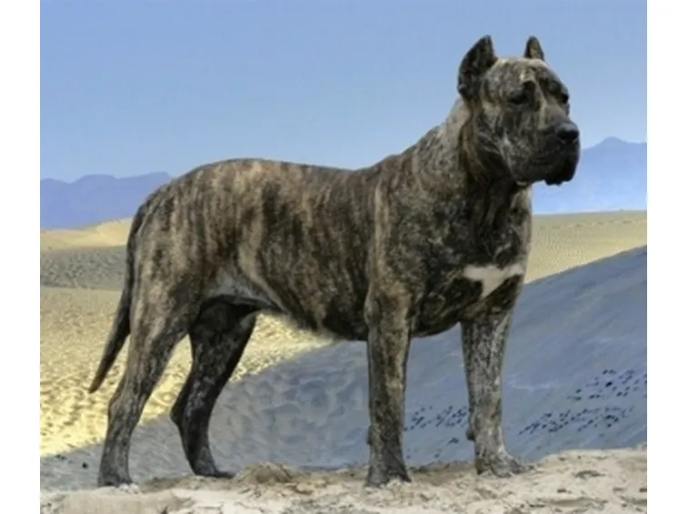 Dogo Canario