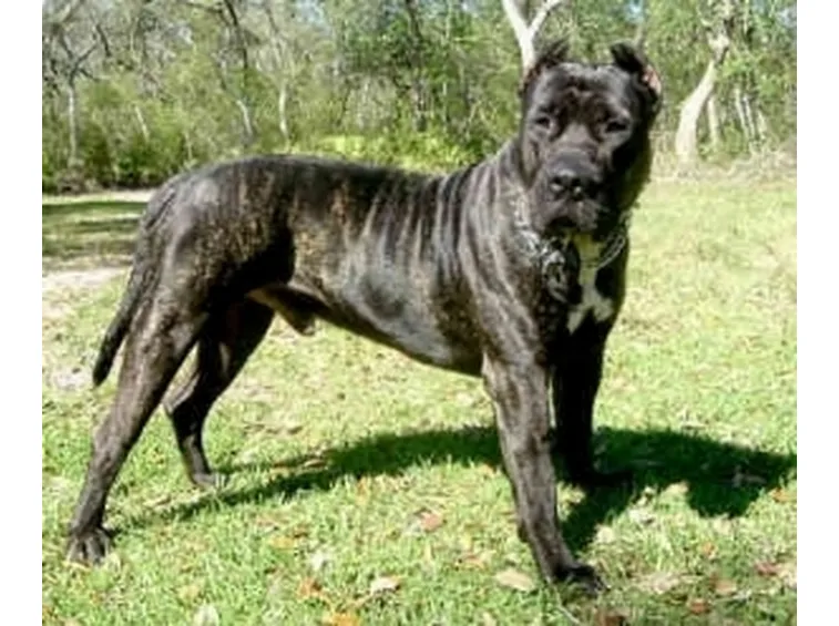 Dogo Canario