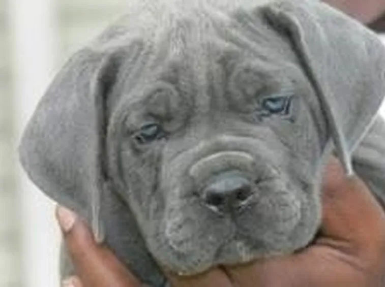 Vendita cuccioli Cane Corso