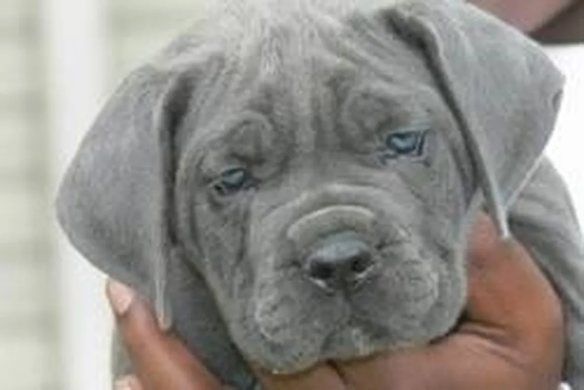 Vendita cuccioli Cane Corso