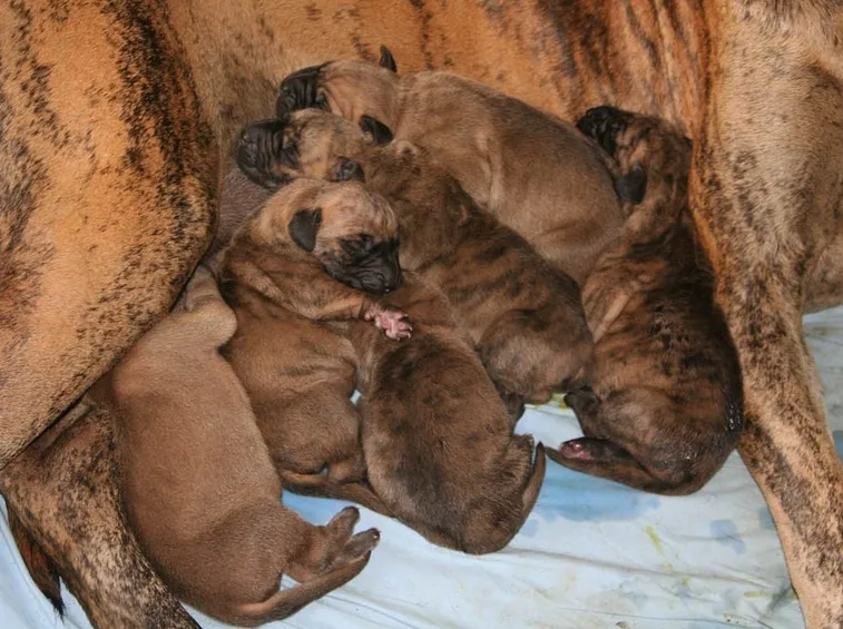 Cuccioli di alano striato