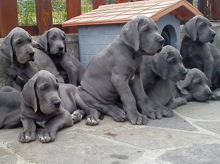 Cuccioli di alano