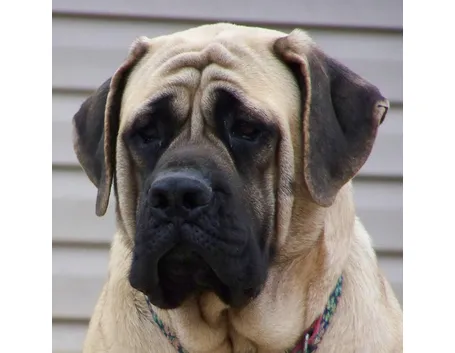 Mastiff inglese