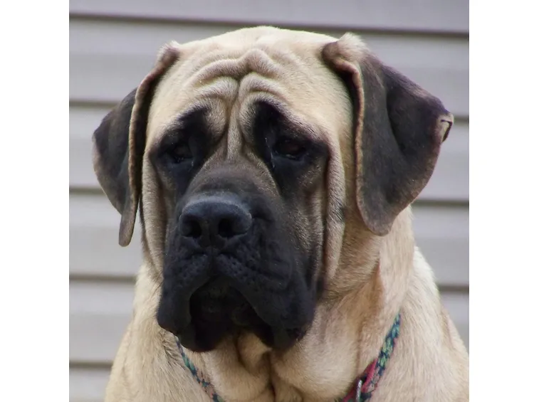 Mastiff inglese