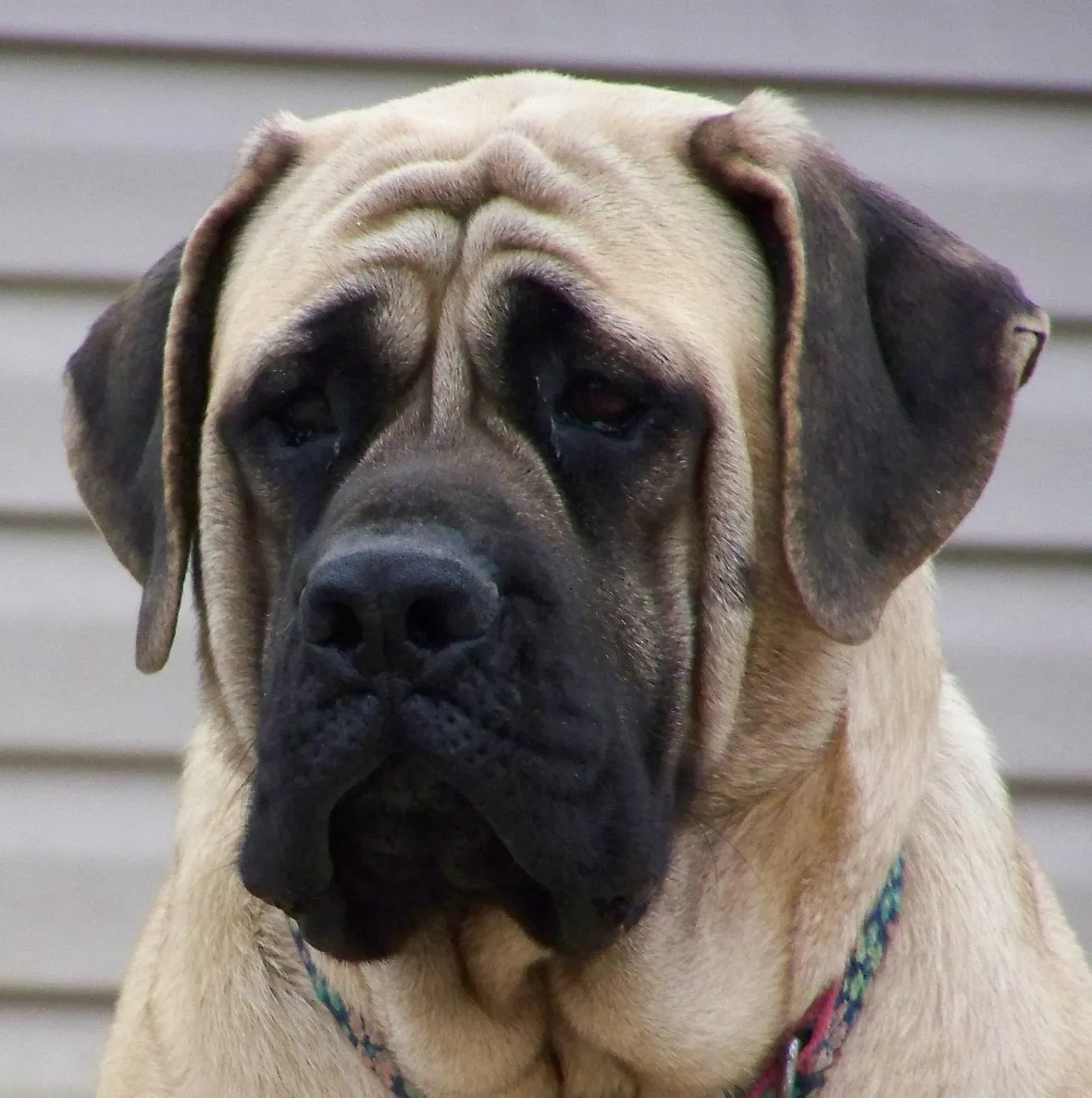 Mastiff inglese