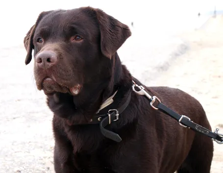 Esemplare di labrador