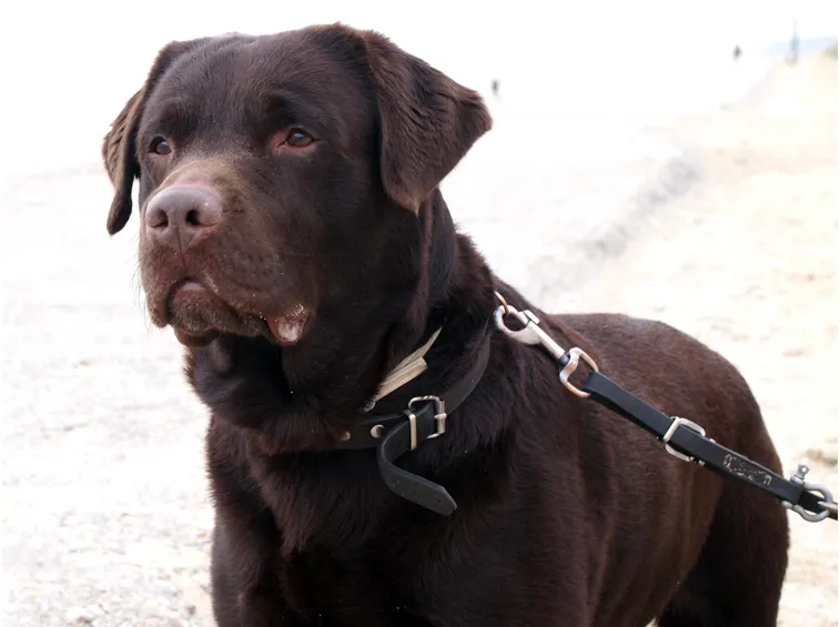 Esemplare di labrador