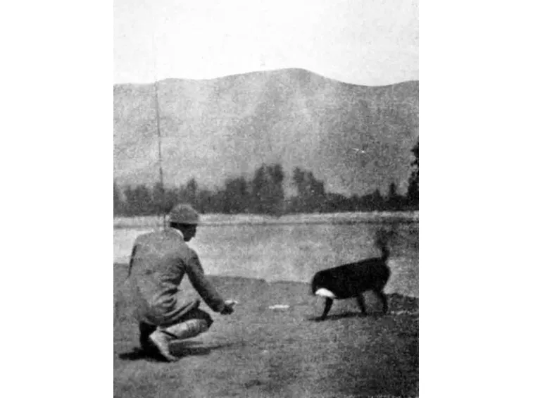 Addestramento labrador