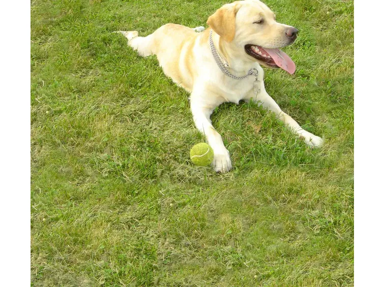 Addestrare il labrador