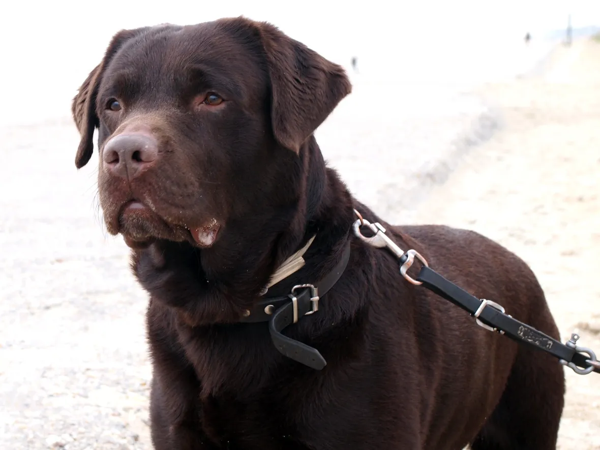 Esemplare di labrador