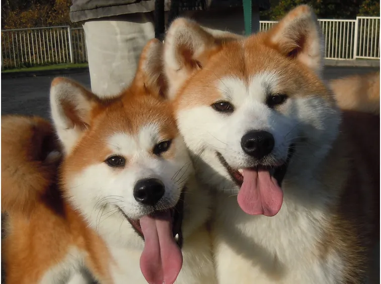 Akita inu adulti