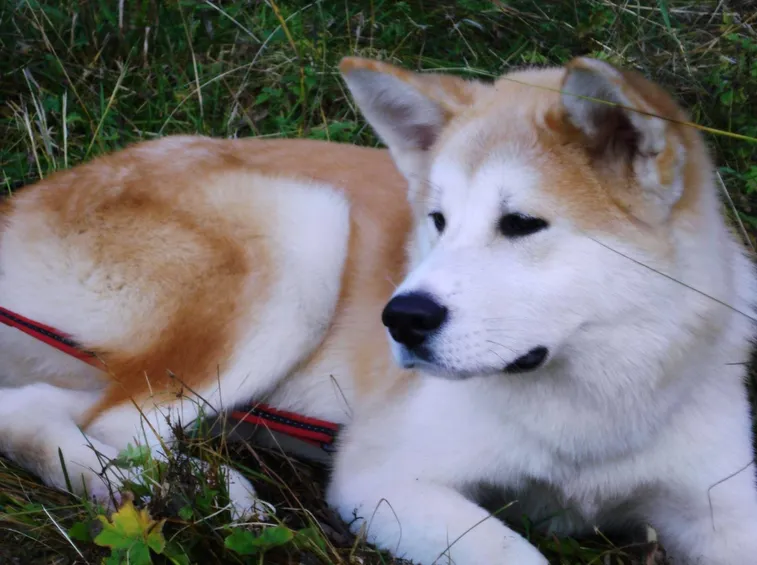 Akita