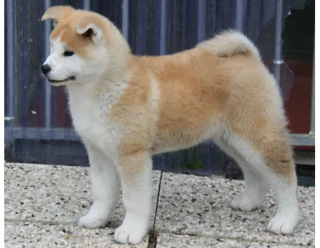 Cucciolo di akita