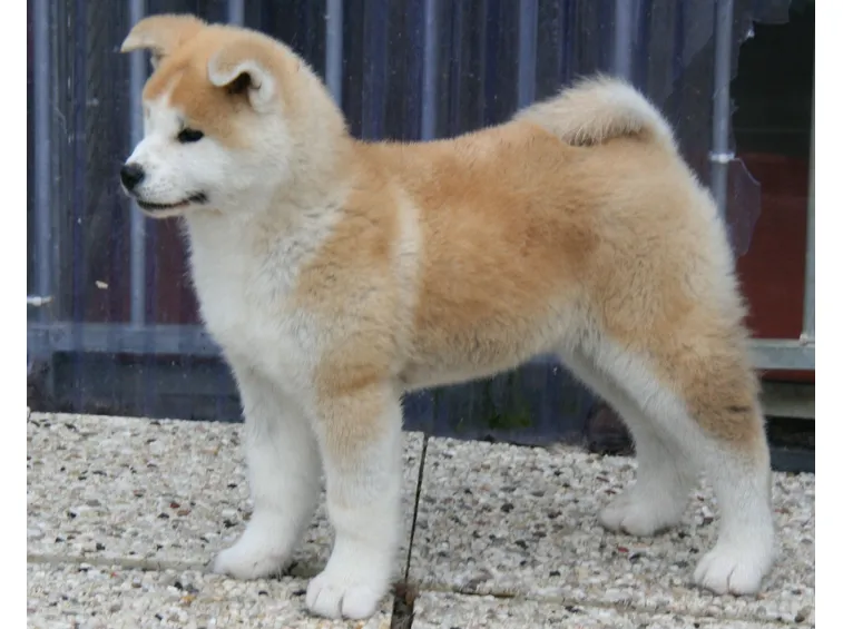 Cucciolo di akita