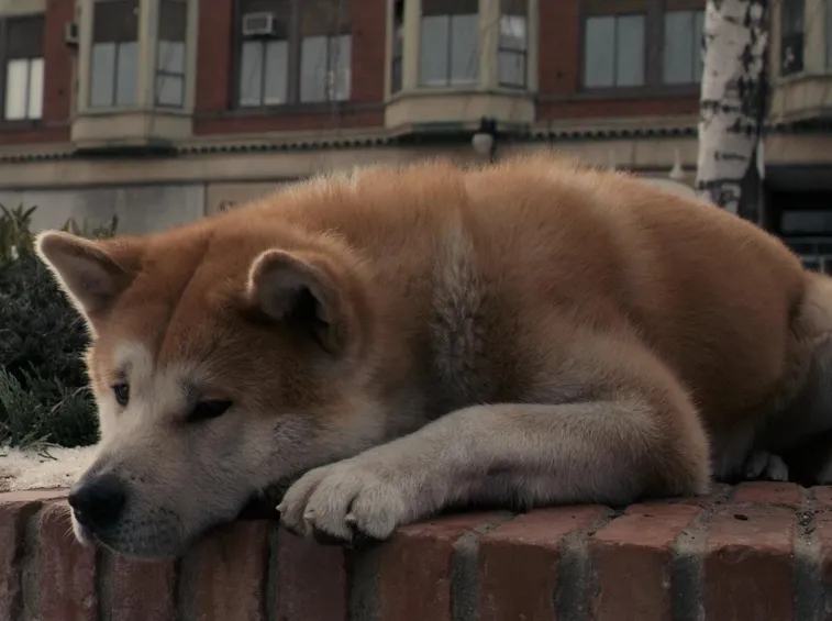 Akita inu triste