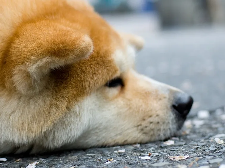 Akita inu