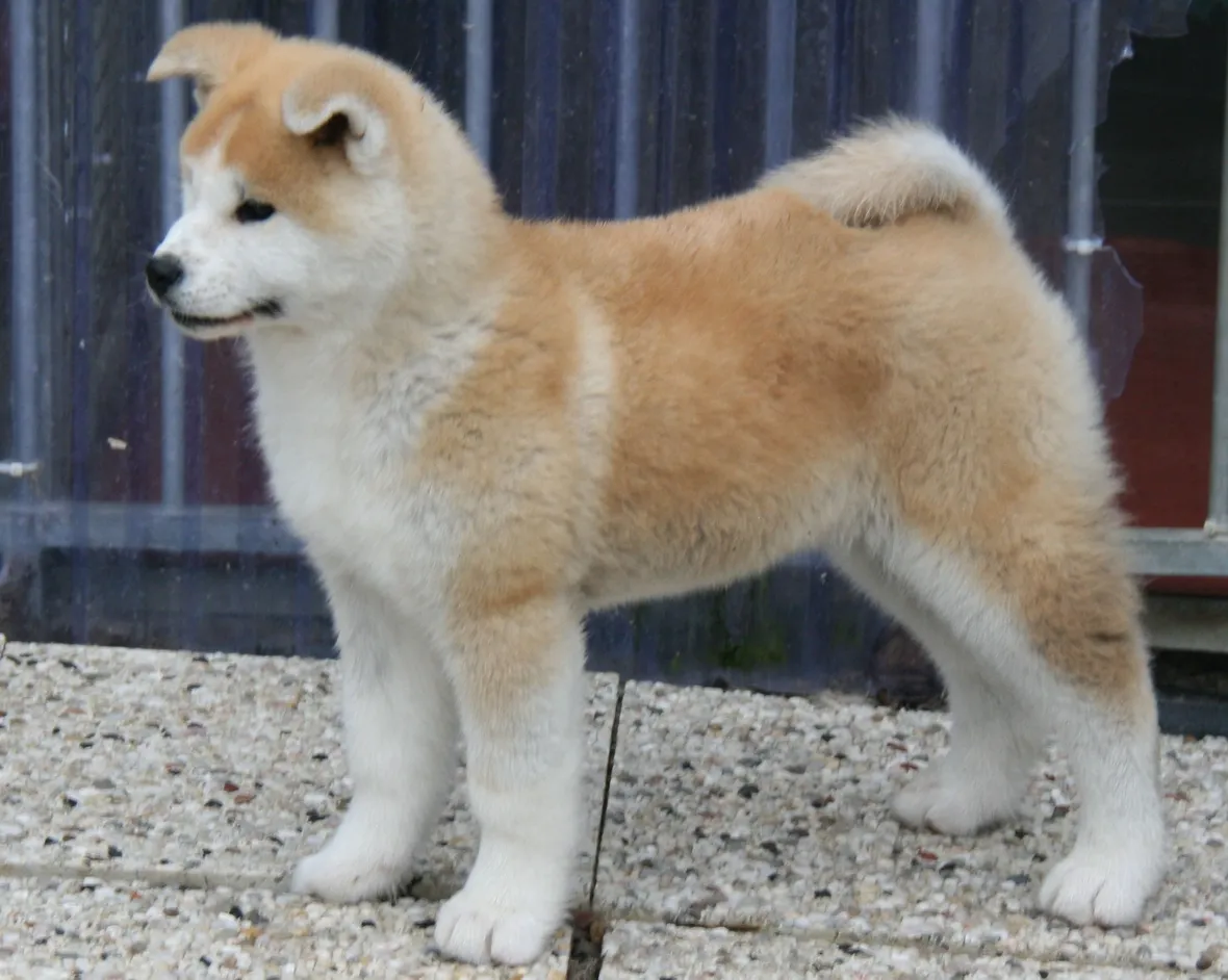 Cucciolo di akita