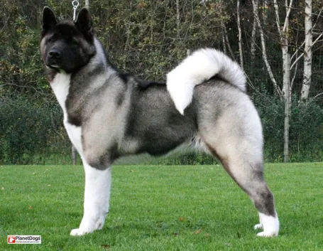 Akita inu nero
