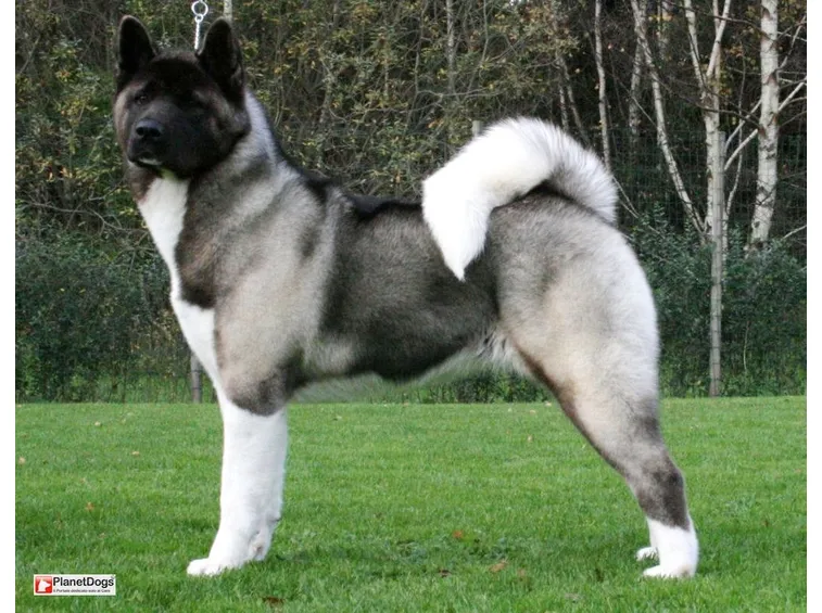 Akita inu nero