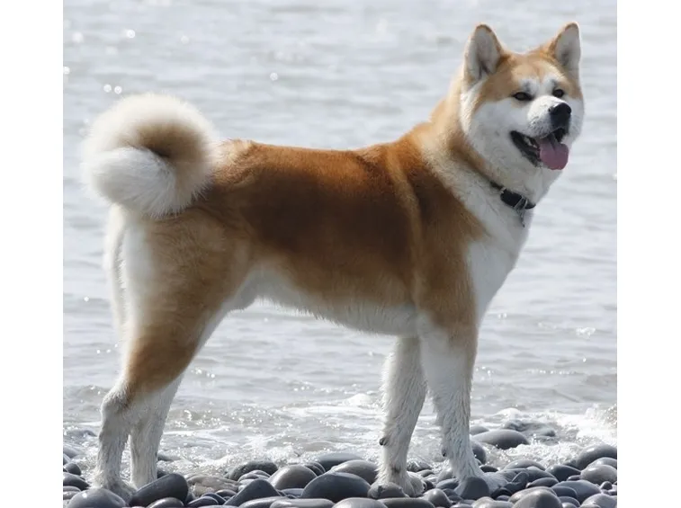 Famiglia di akita inu