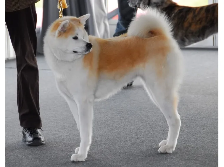 Cucciolo di akita inu