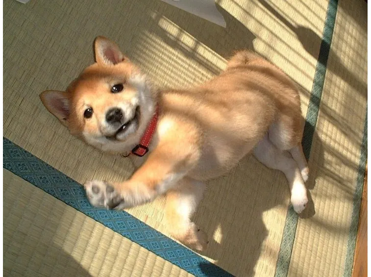 Cucciolo di akita che gioca