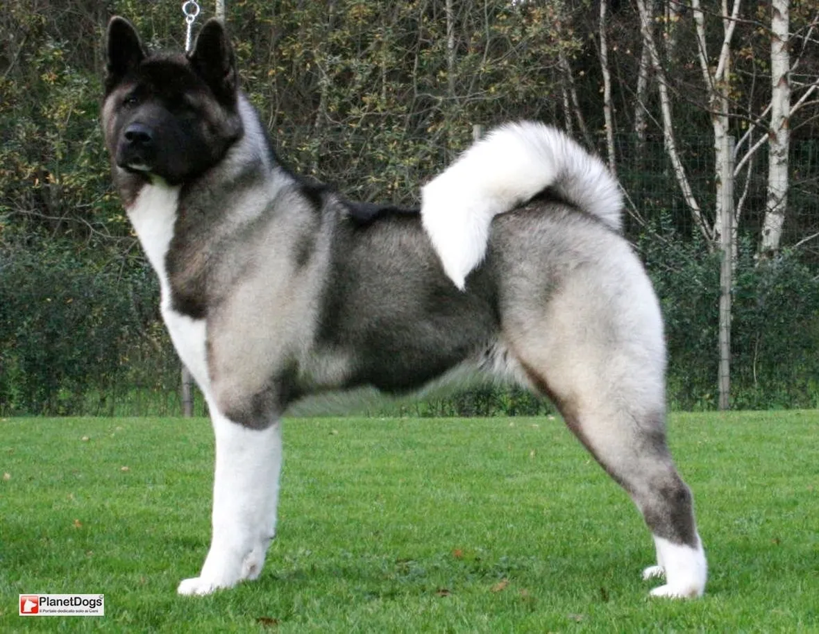 Akita inu nero