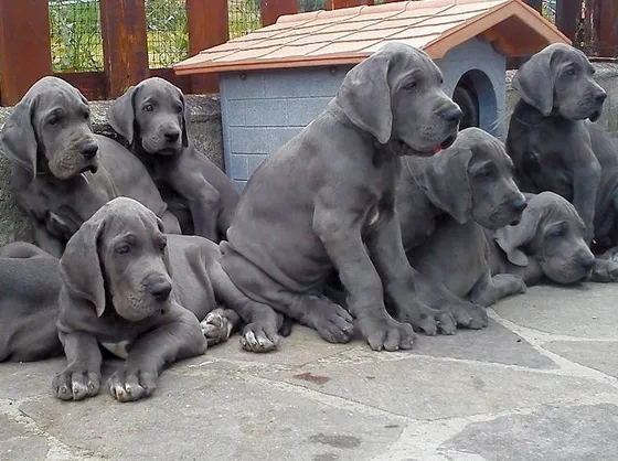 Cuccioli di alano blu