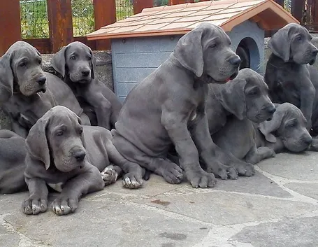 Cuccioli di alano blu